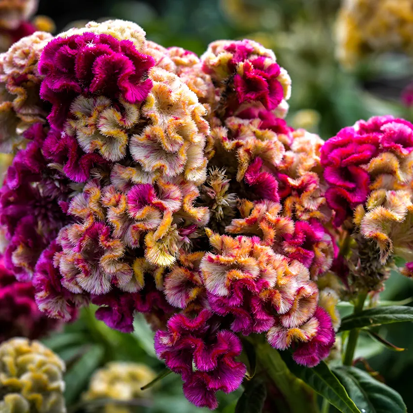 Cockscomb Variegated celosia