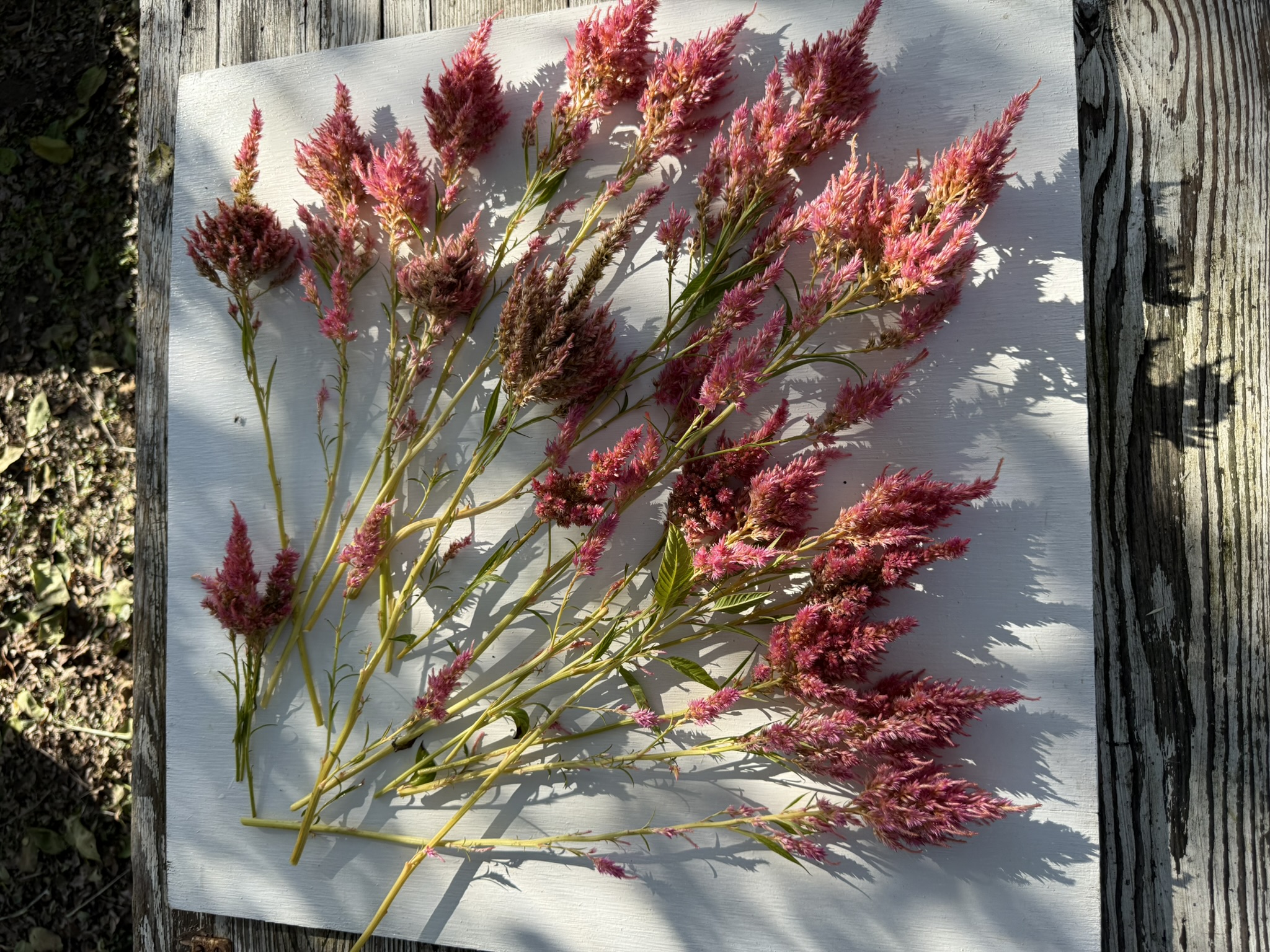 All Hallows Eve Pink Plumes