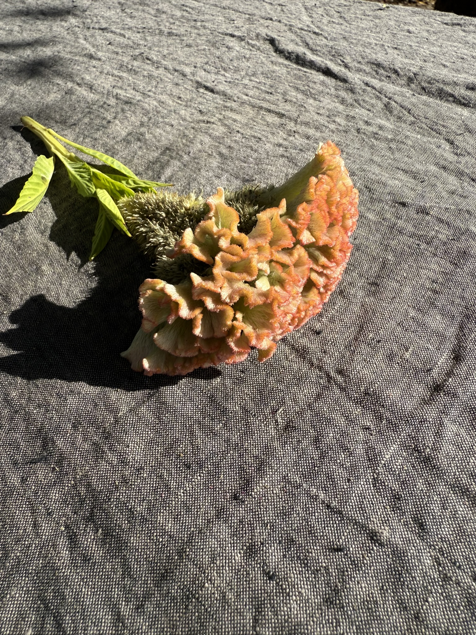 Antique Orange Green Cristata