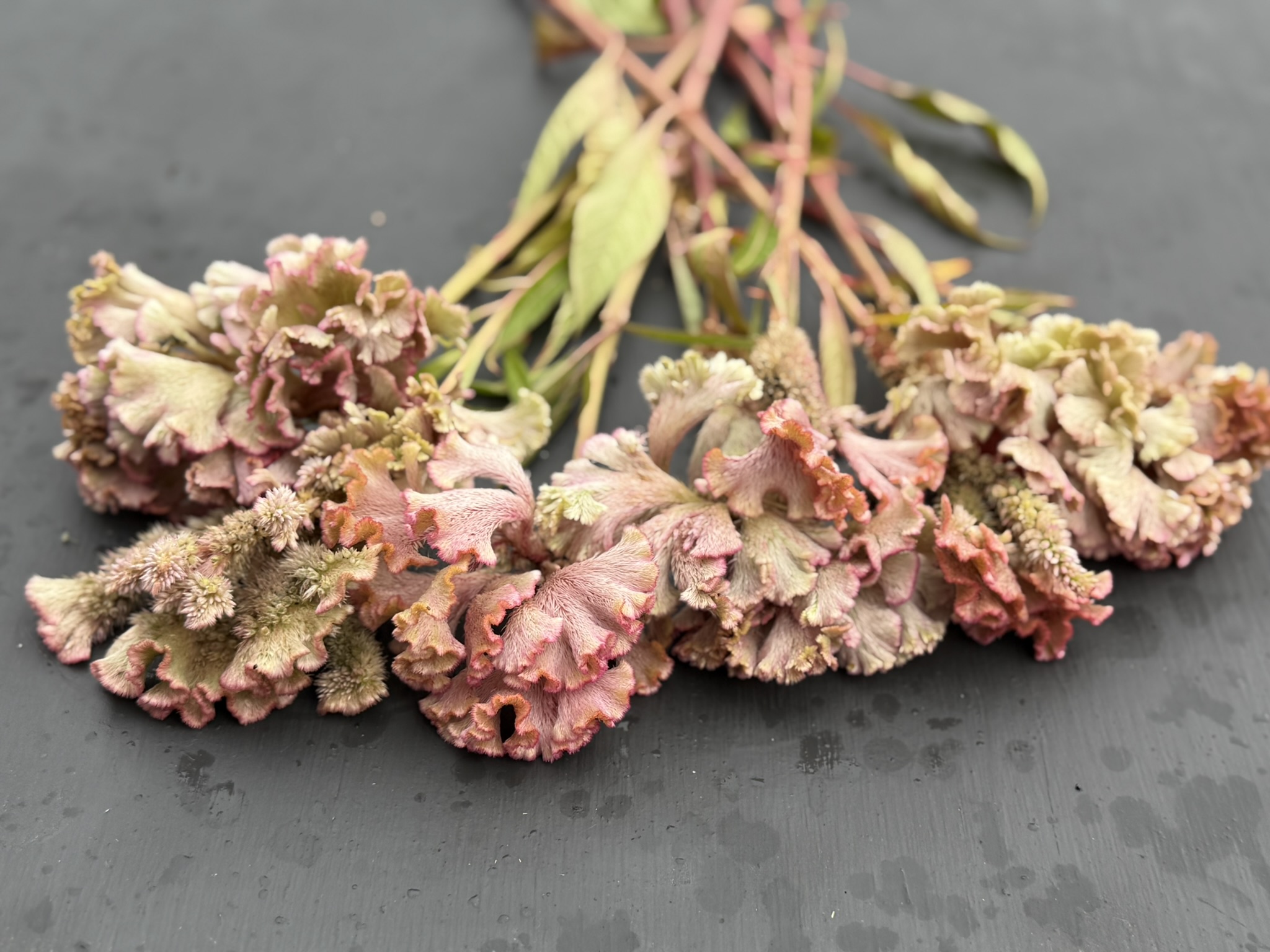 Antique Ruffles branching Cristata