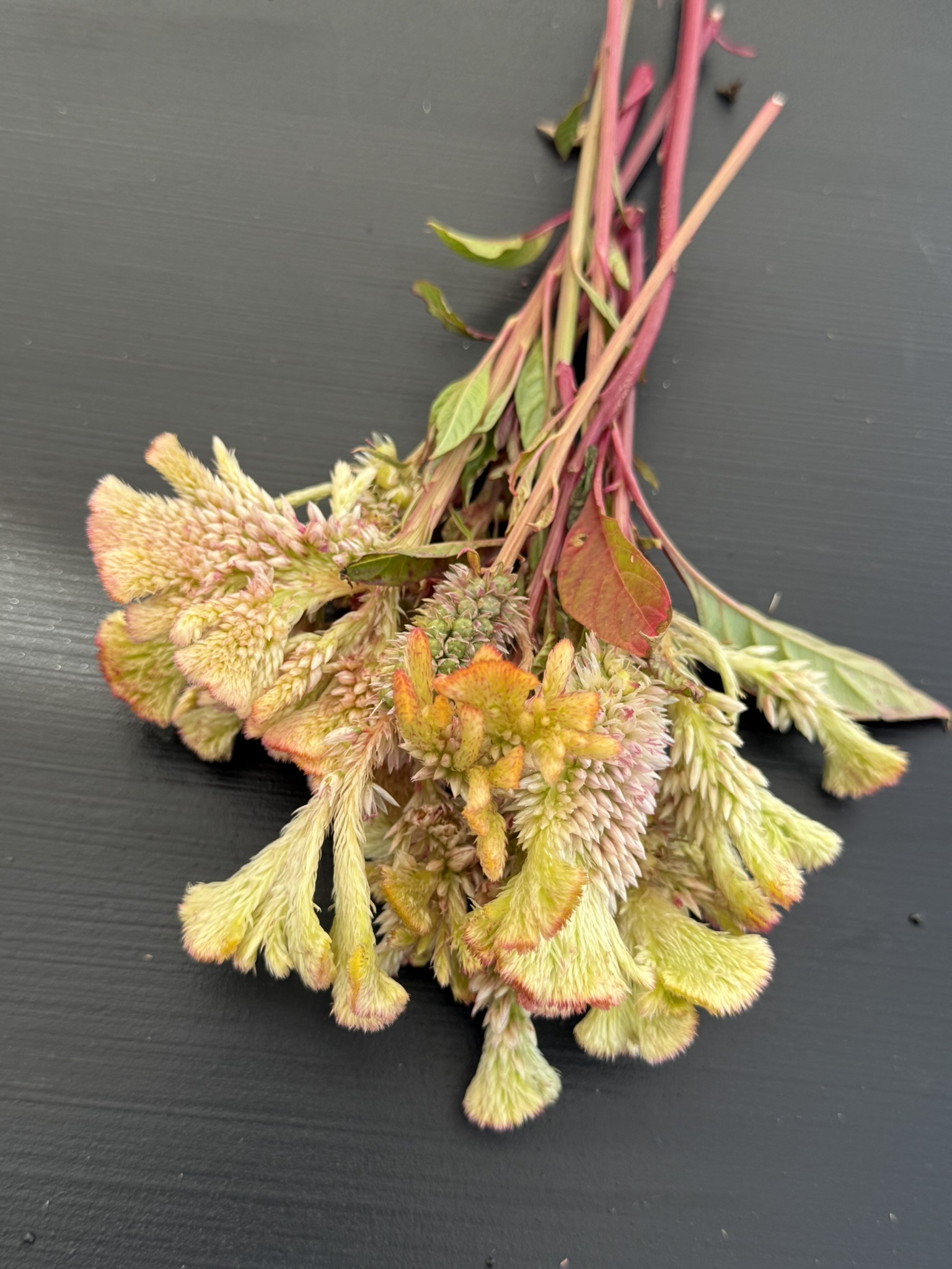 Autumn Jewels