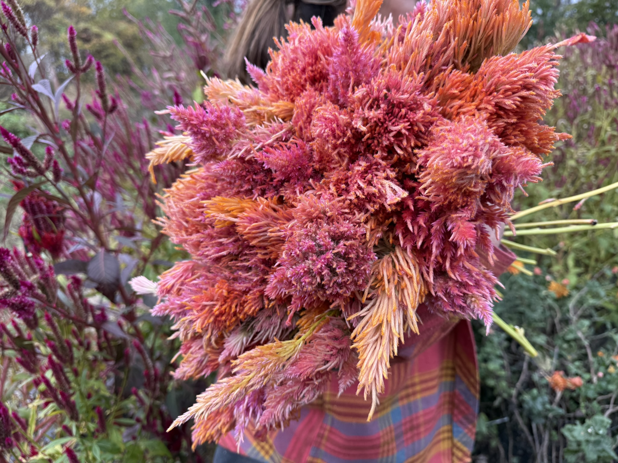 Brantley's Plume Mix