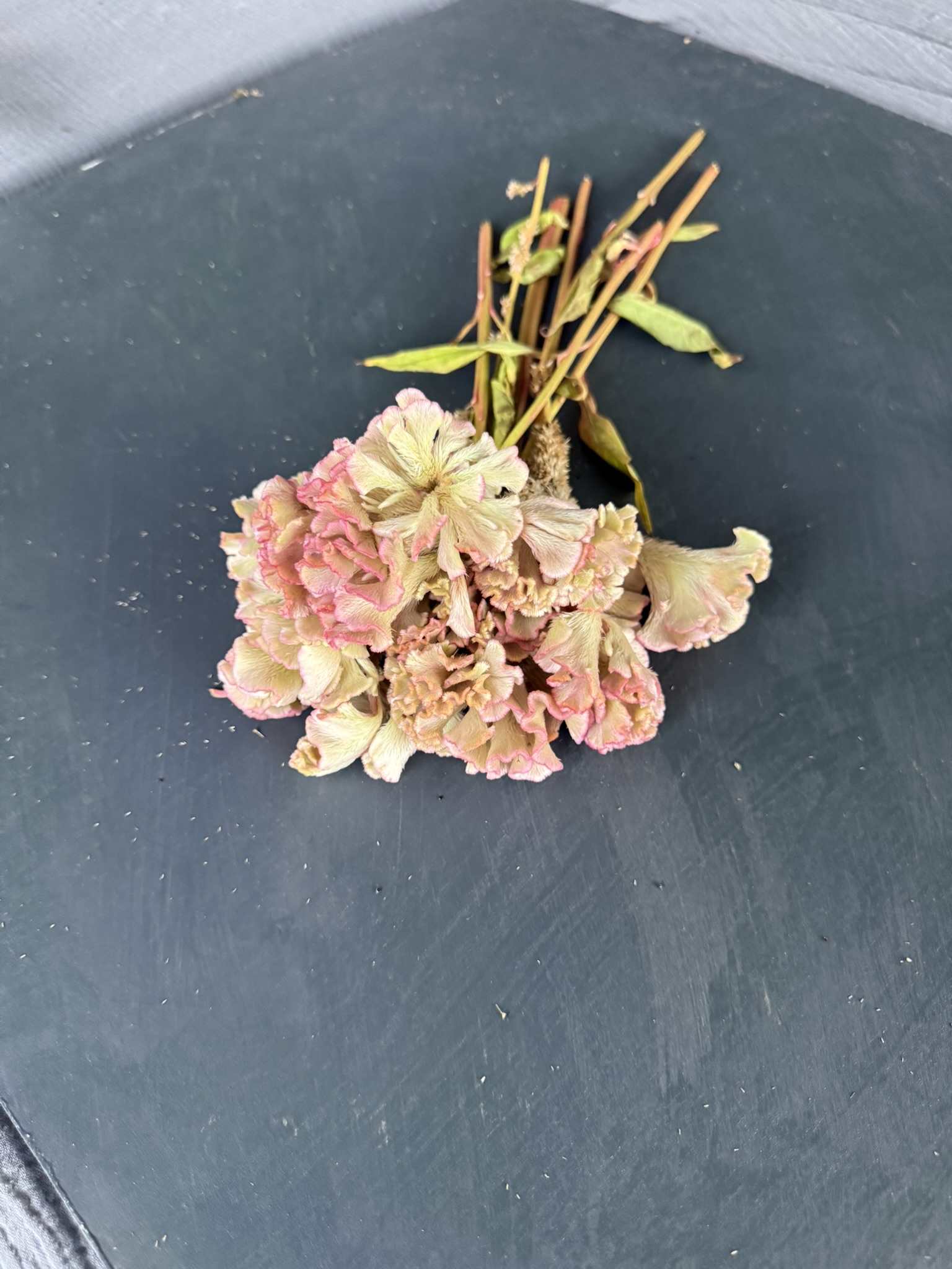 Delicate Blush Ruffle