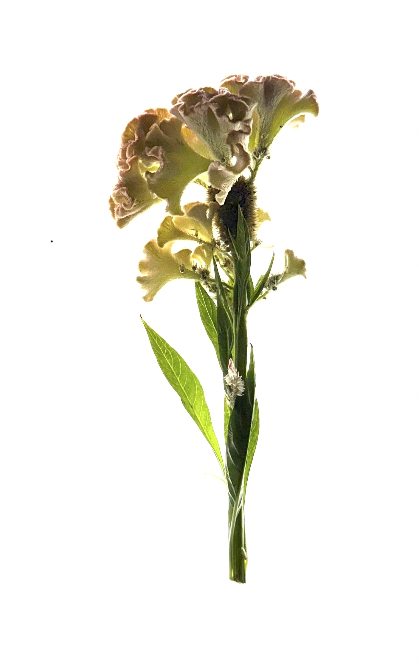 Dolly Cristata