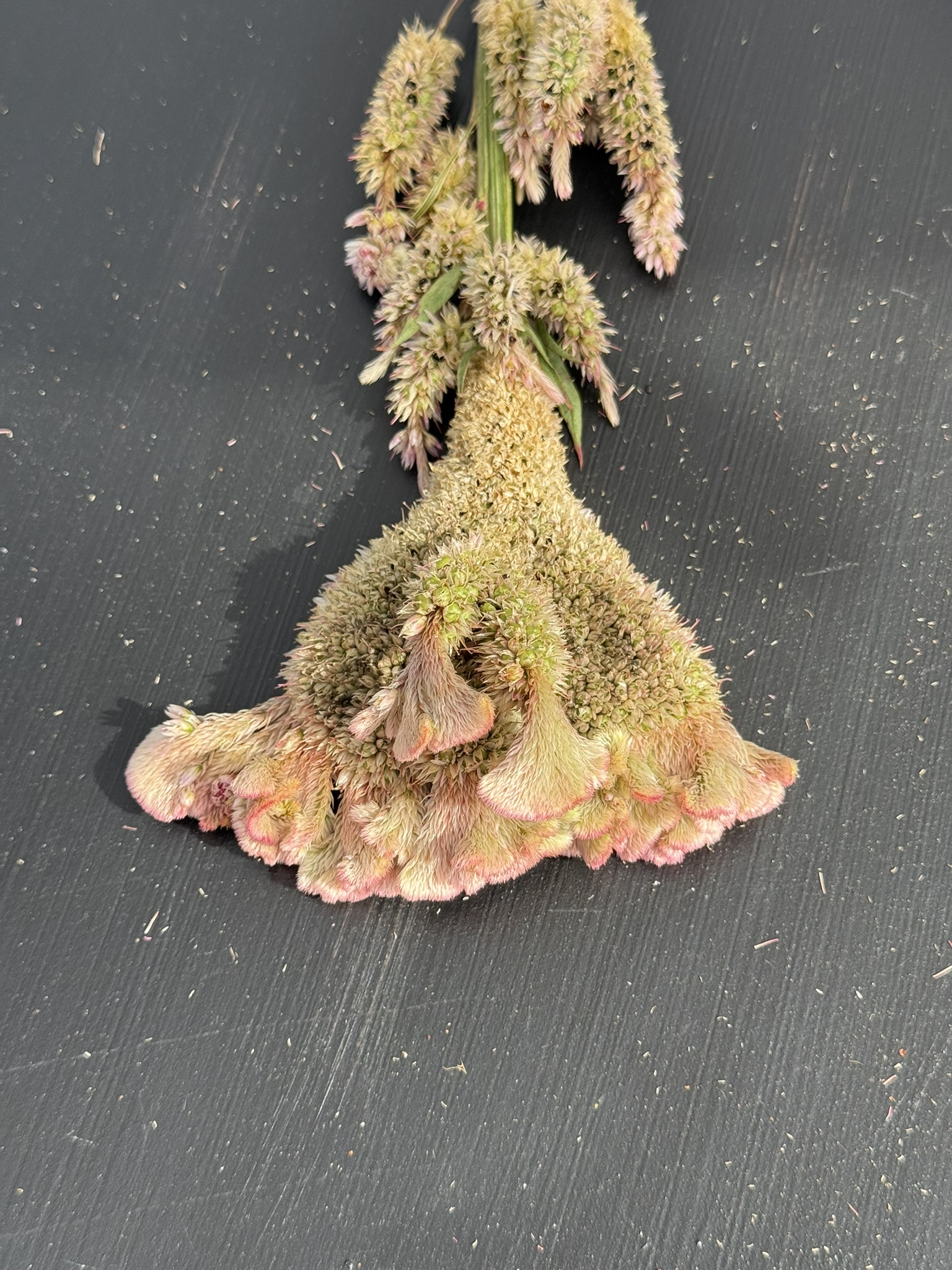 Dusty Blush Ruffles