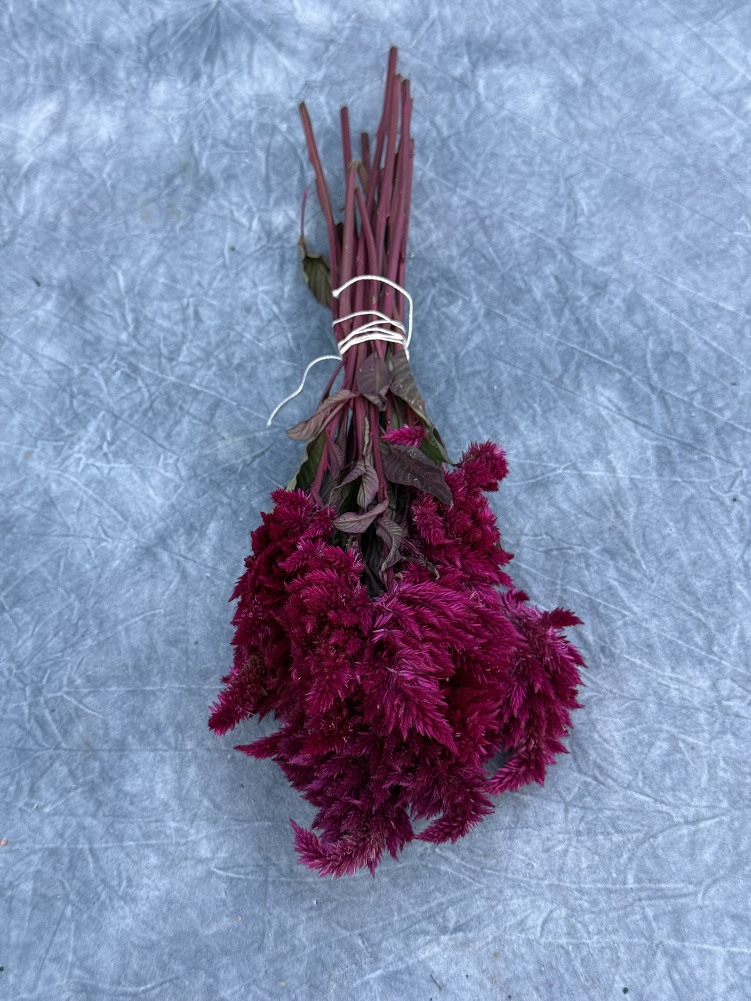 Electric Purple Plume