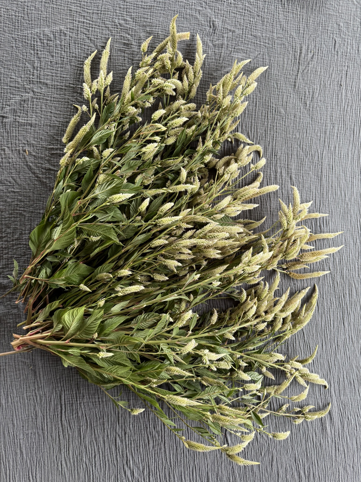 Ghost Linen Spicata