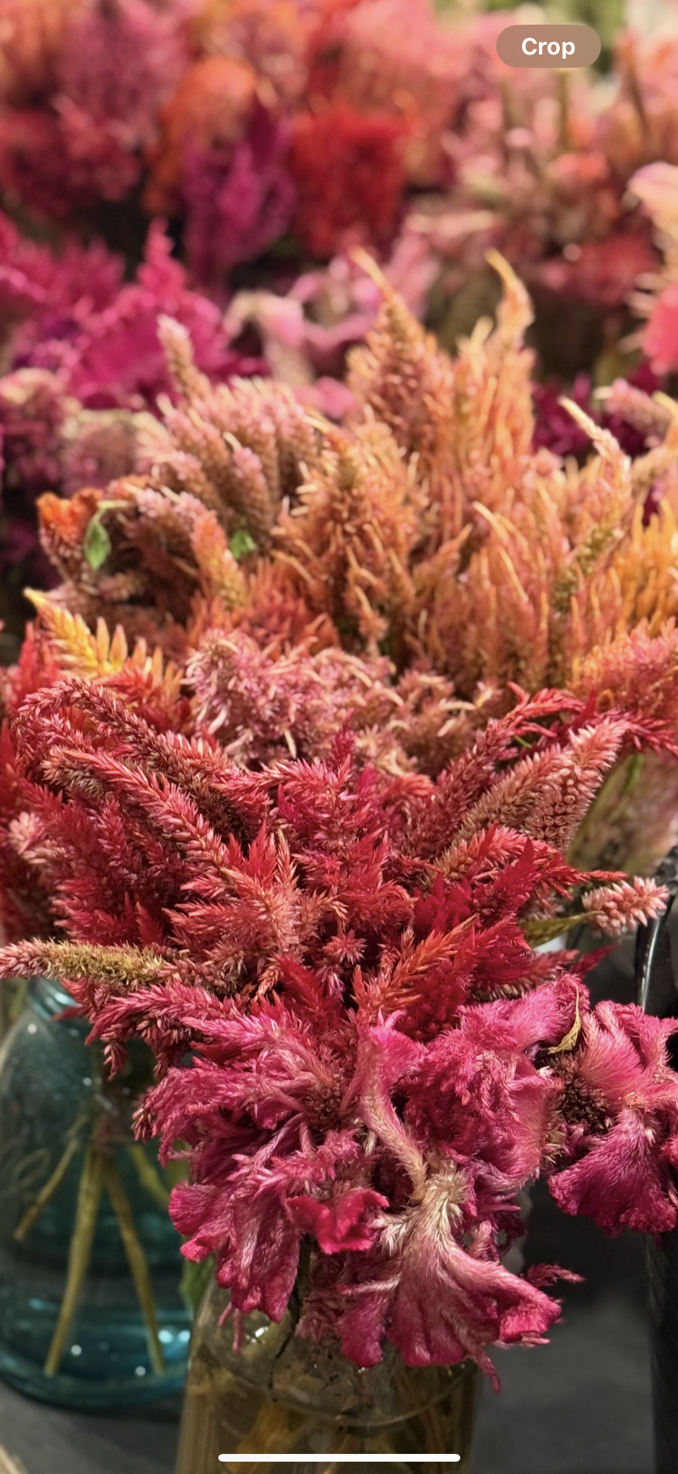 PS Plumes Mix