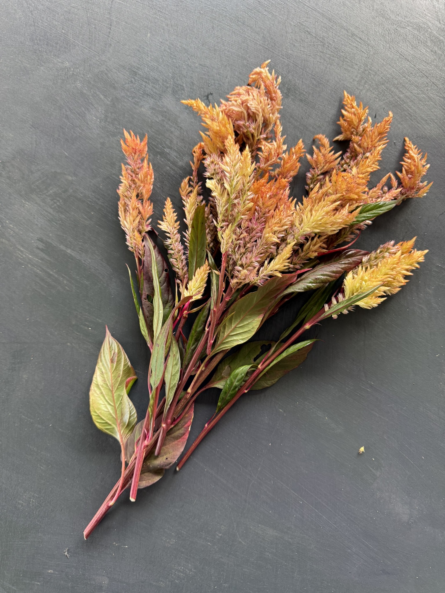 Harvest Flame