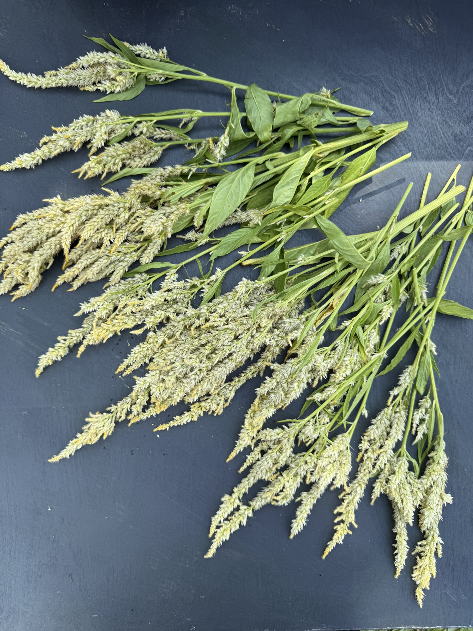 Lemon Wheat Plumes