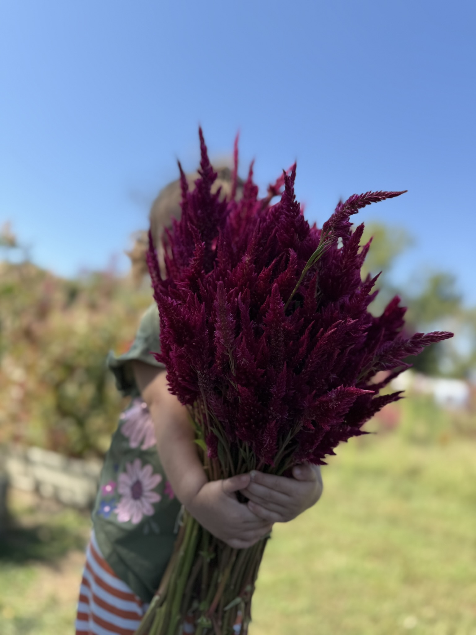 Magenta Plumes
