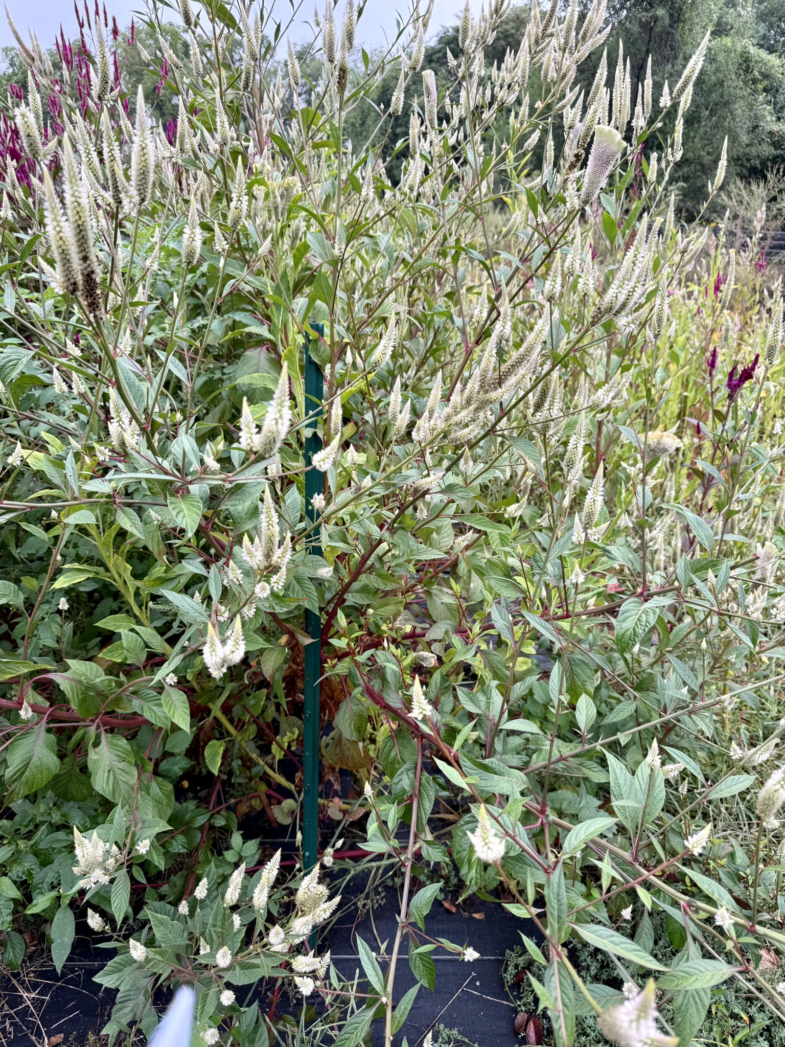 Moonveil Spicata