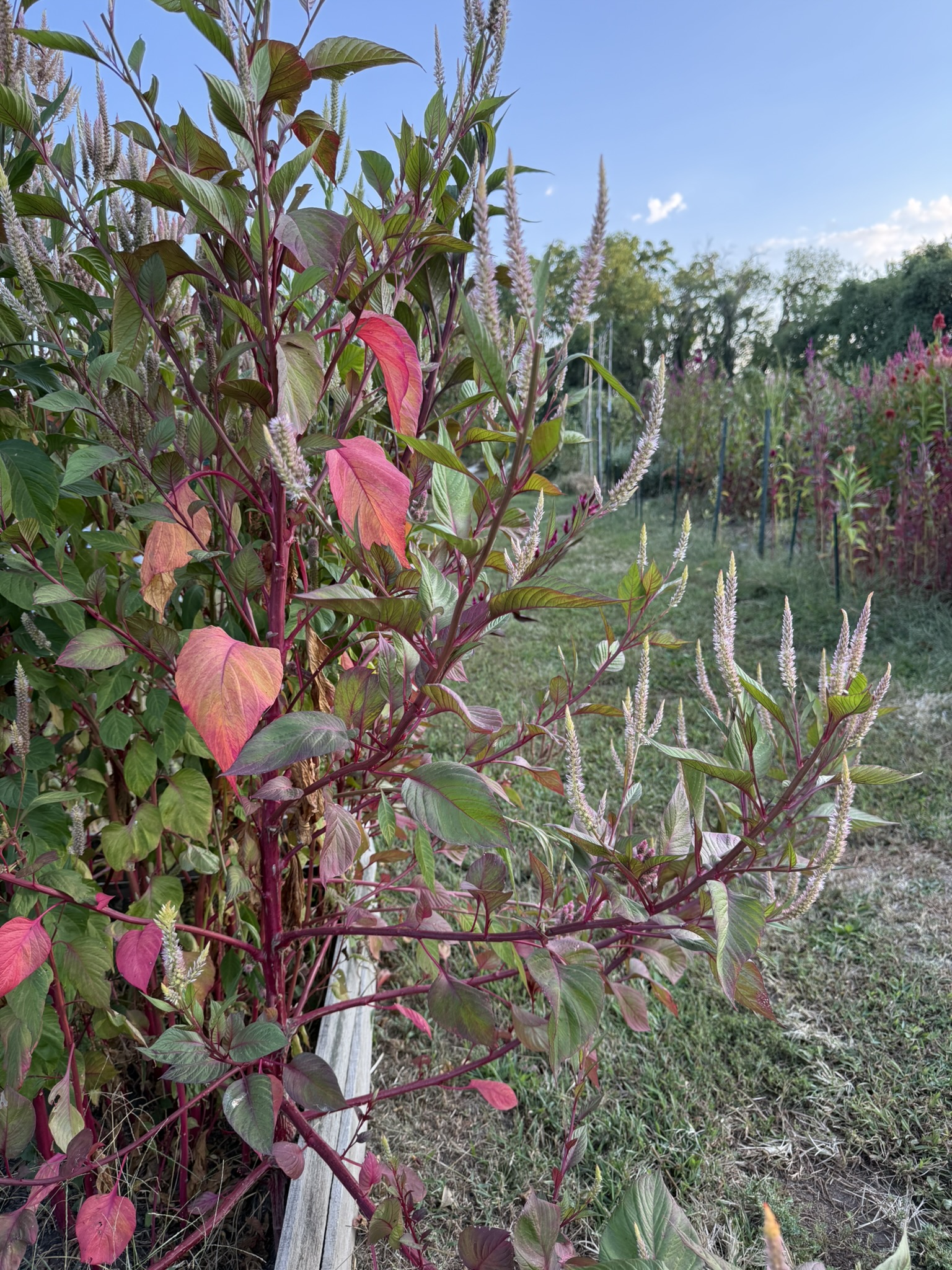 Pale Pink Red Stem