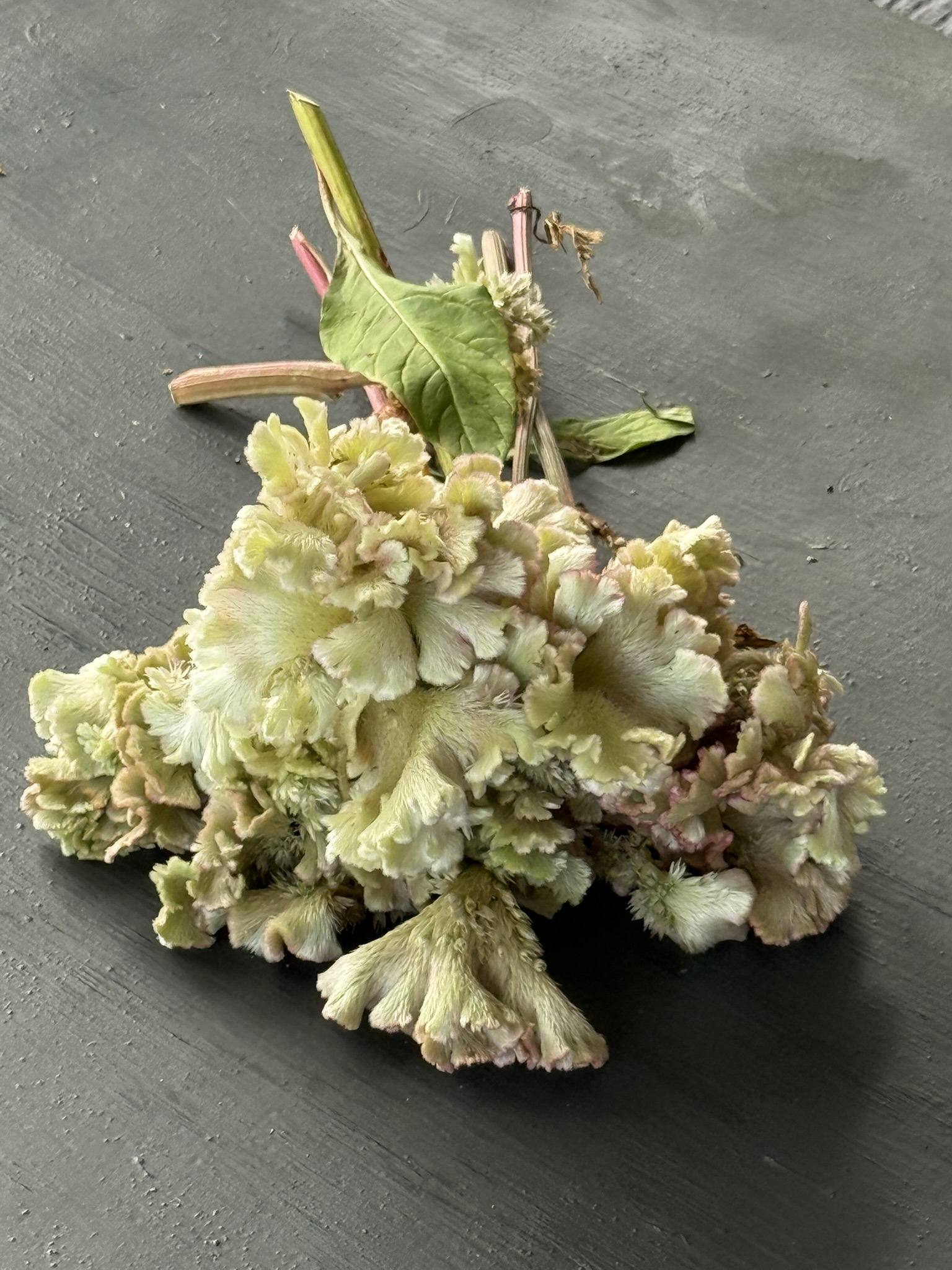 Pale Warrior Cristata