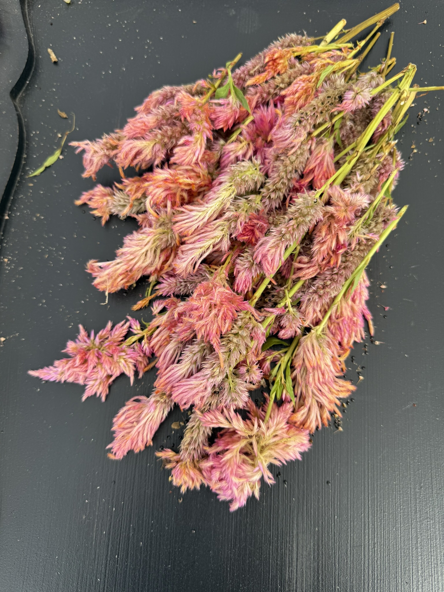 Papaya Melon Plumes Mix