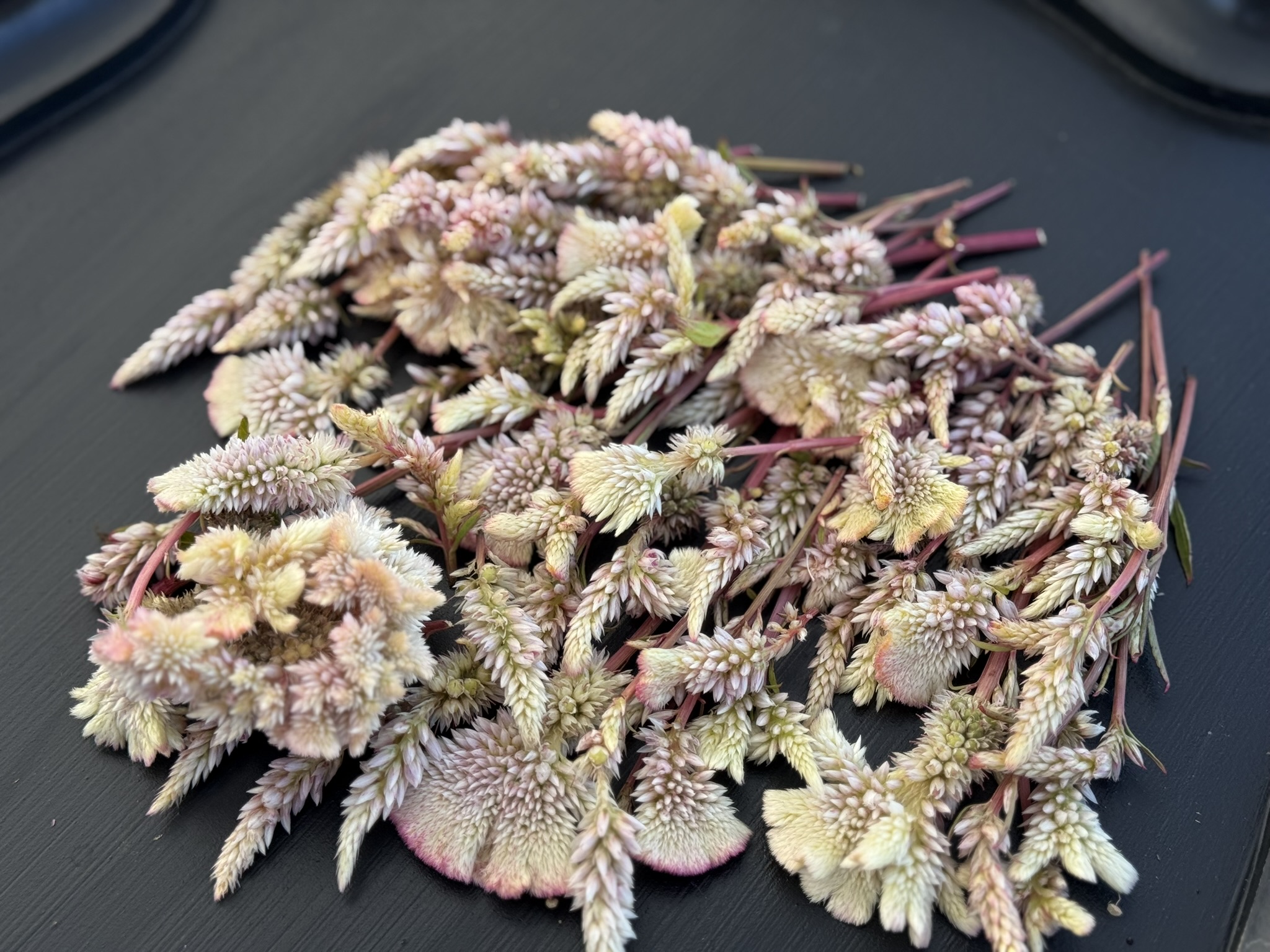 Pegasus Spicata with Emerging Crests