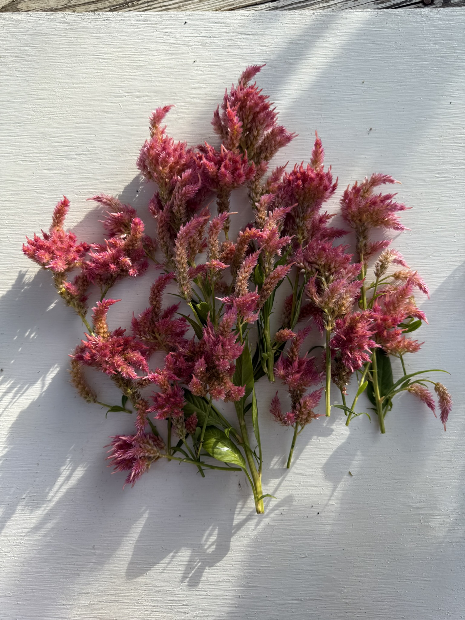 Pink Contrast specimen