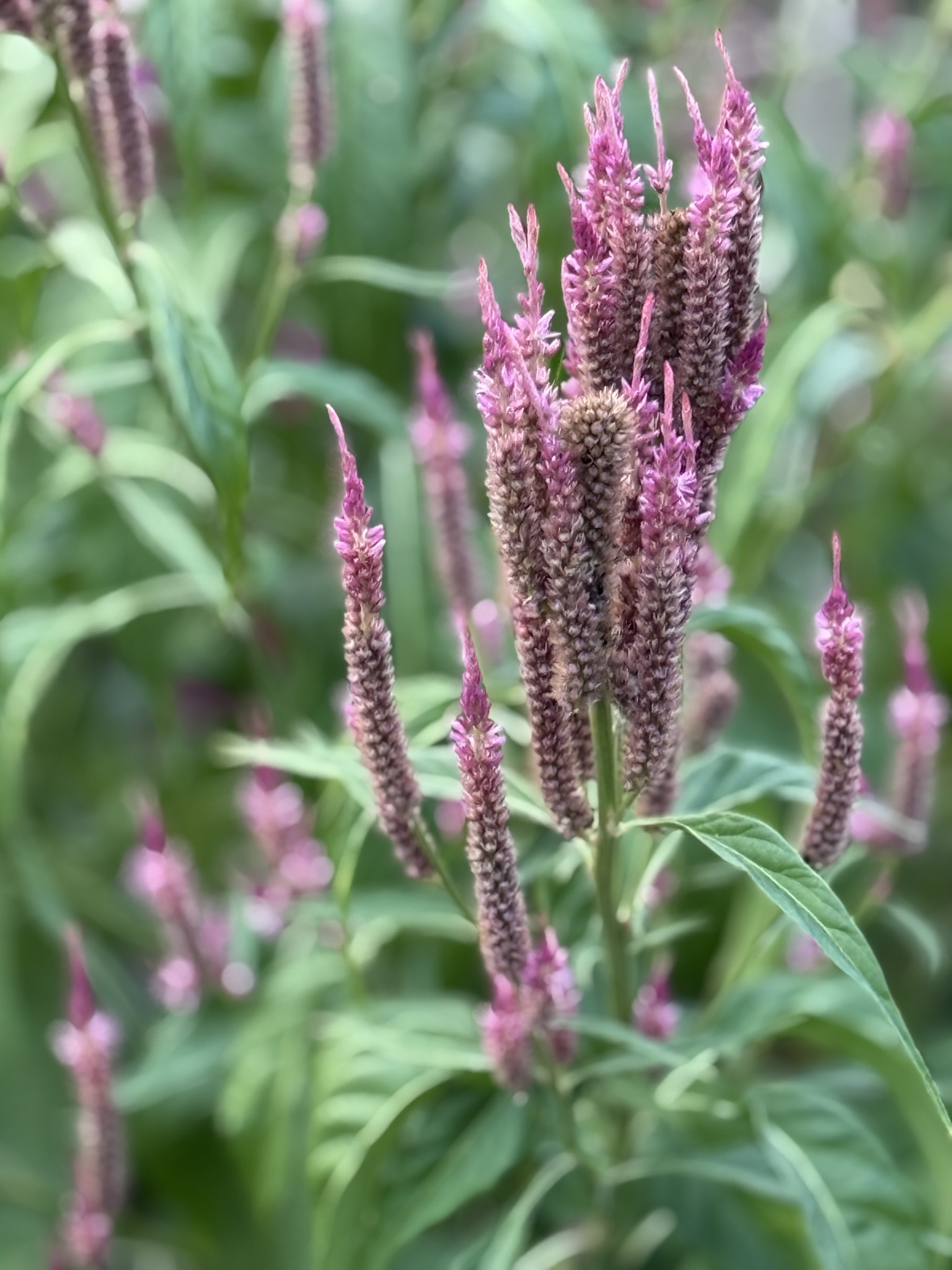 Pinky Lavender Spicata