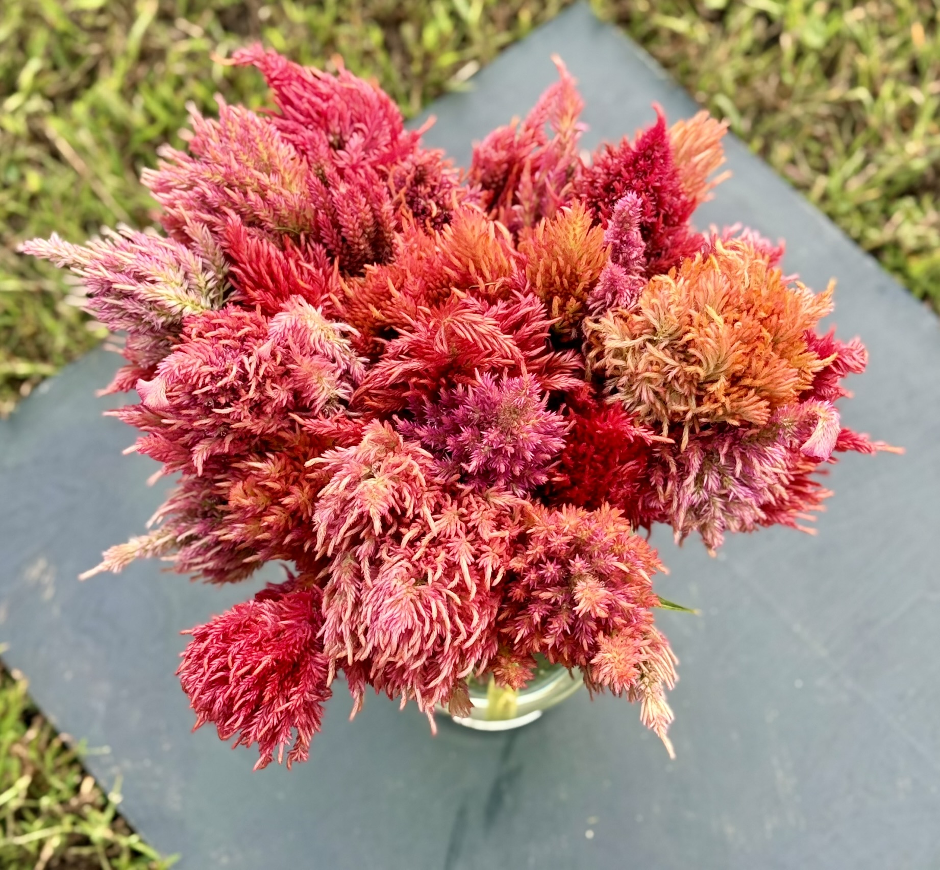 Rainbow Plumes Mix