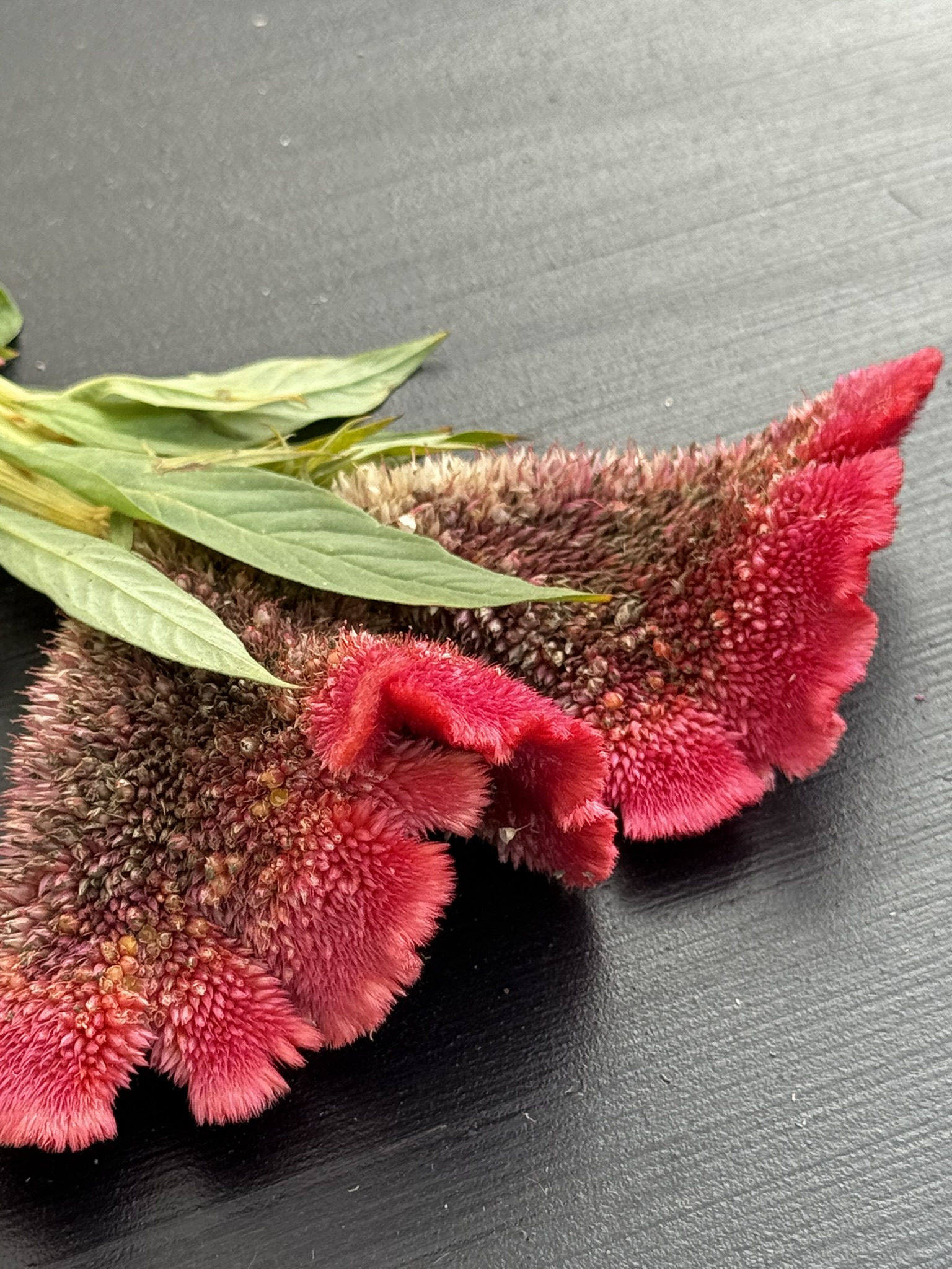 Red Chunky Cristata