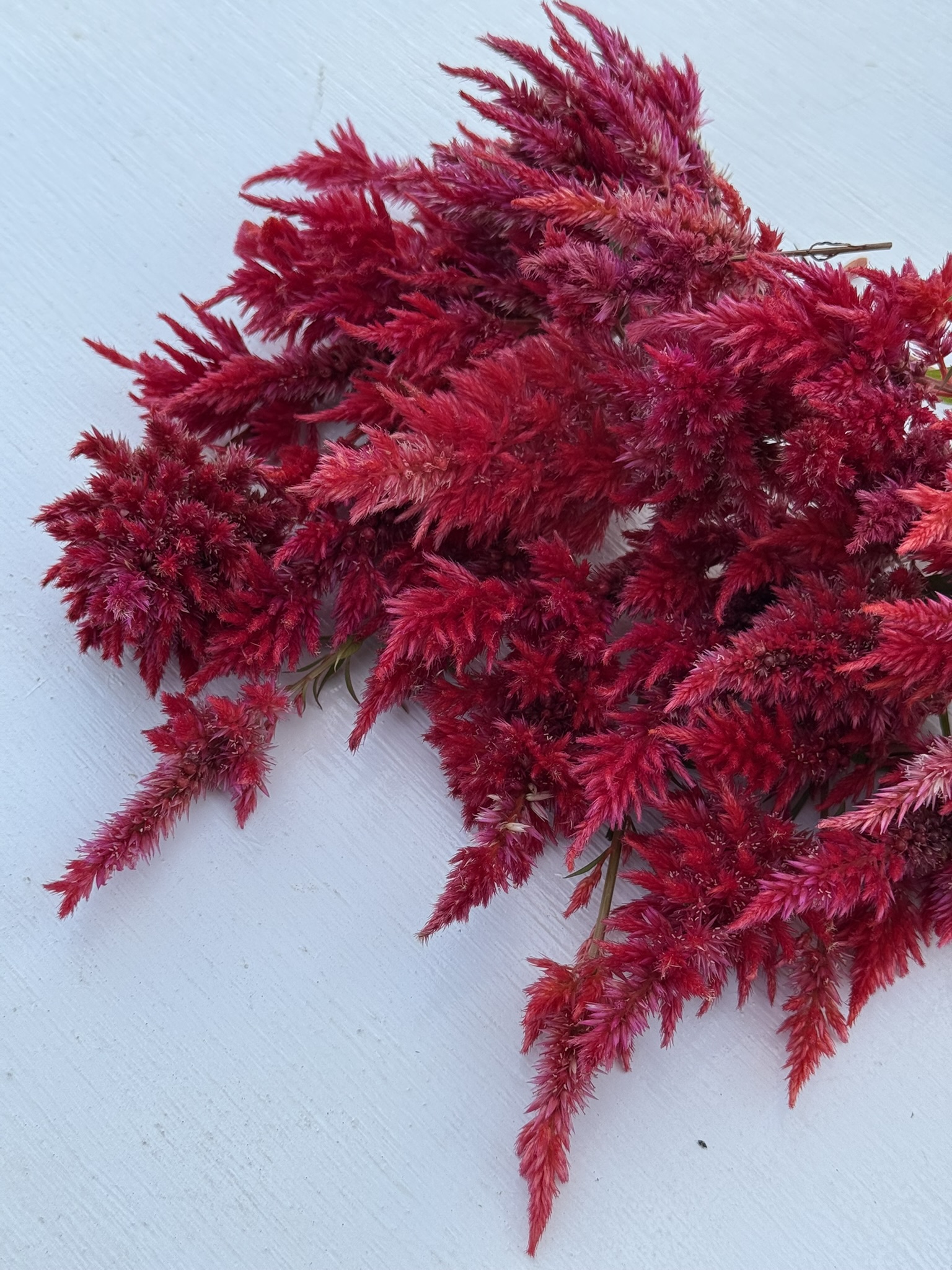 Roman Red Spikes
