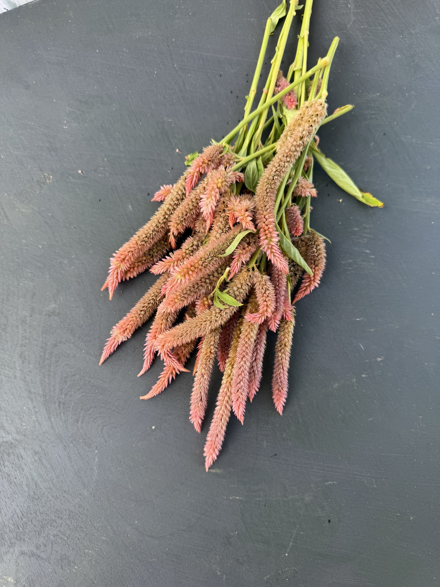 Sockeye Salmon Spicata