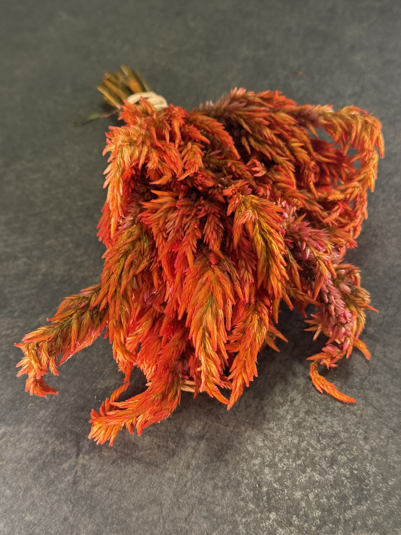 Sorella Sansa Plumes