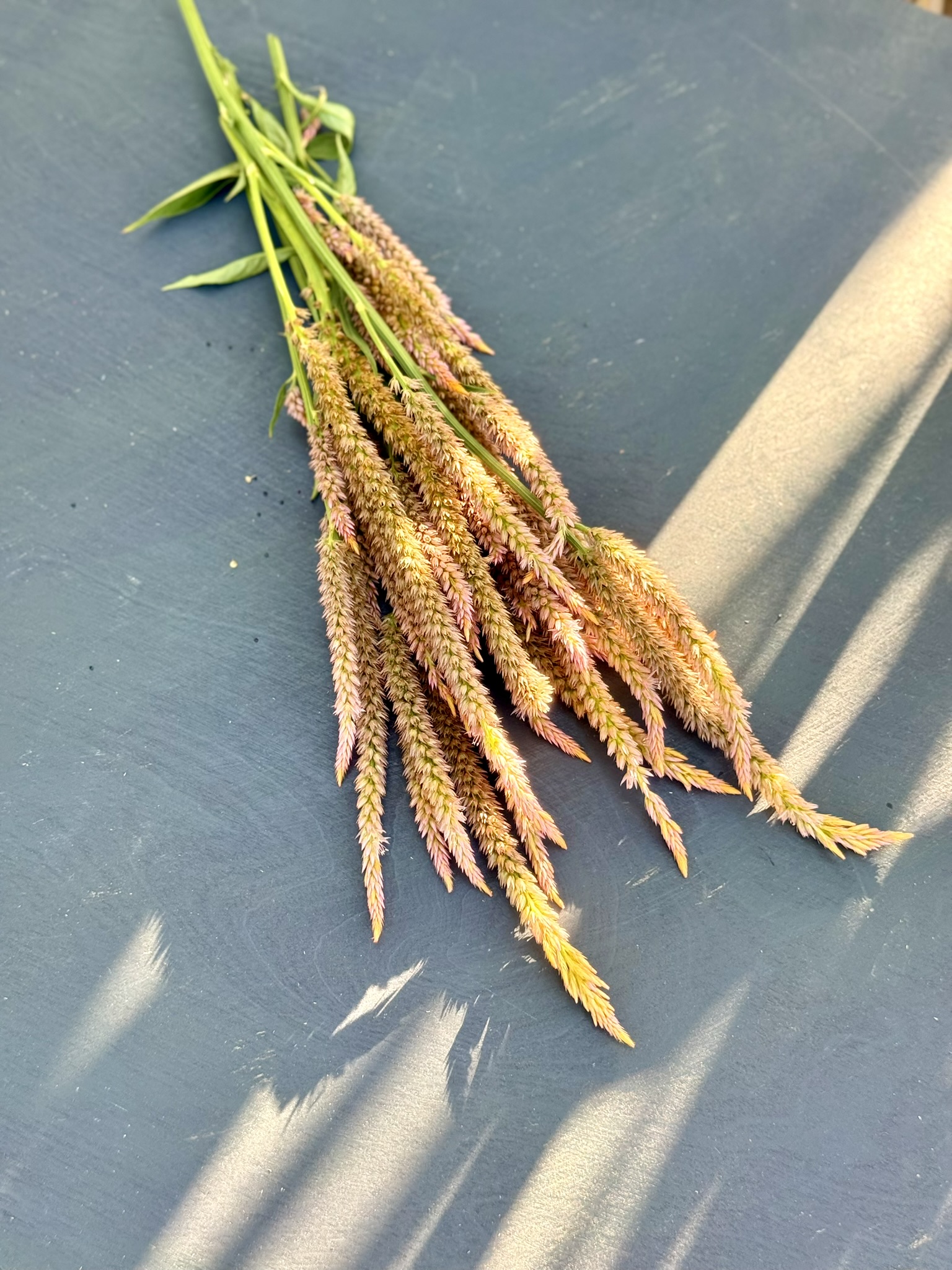 Tequila Sunrise Spicata