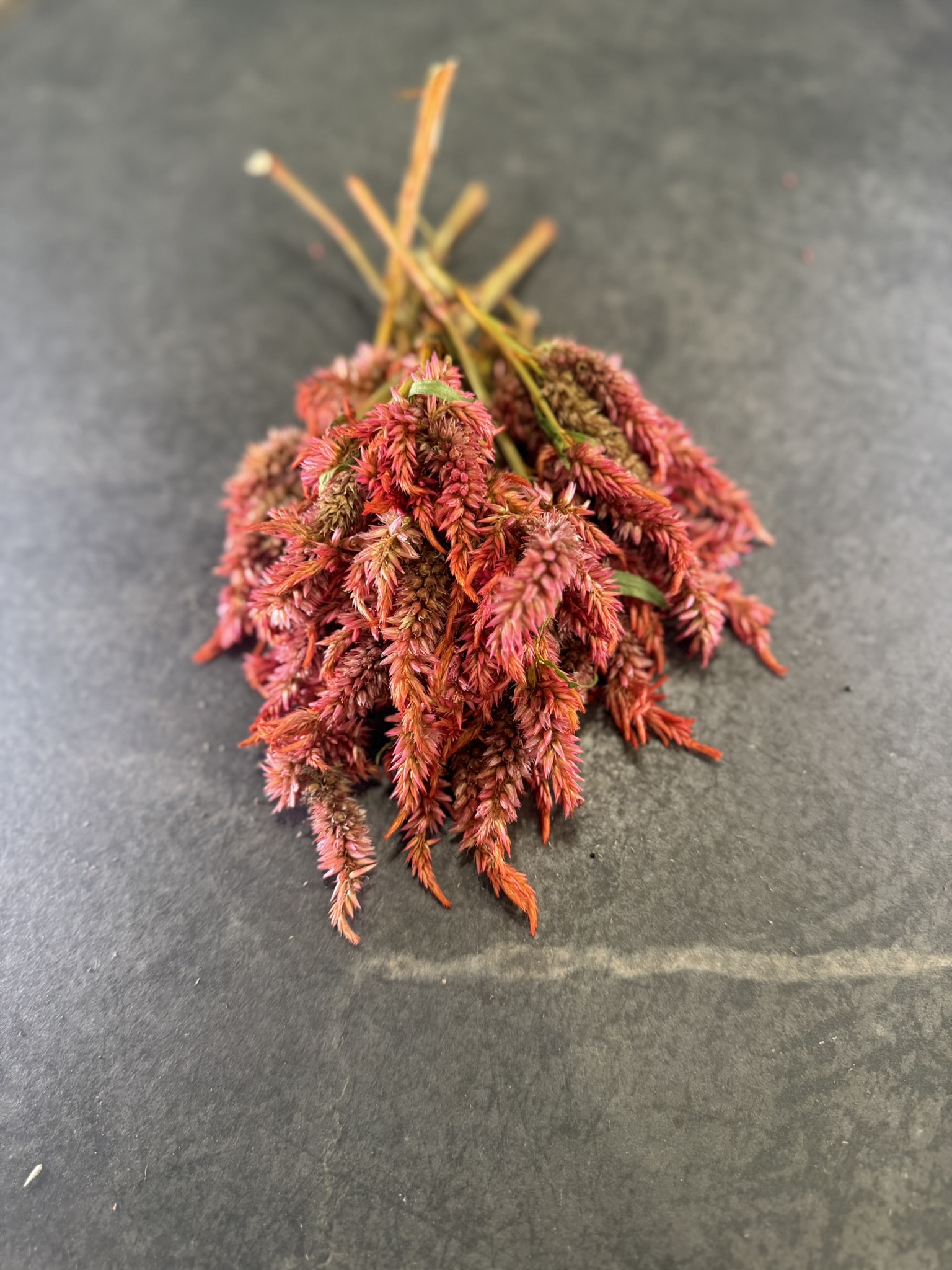 Tina Turner Spicata