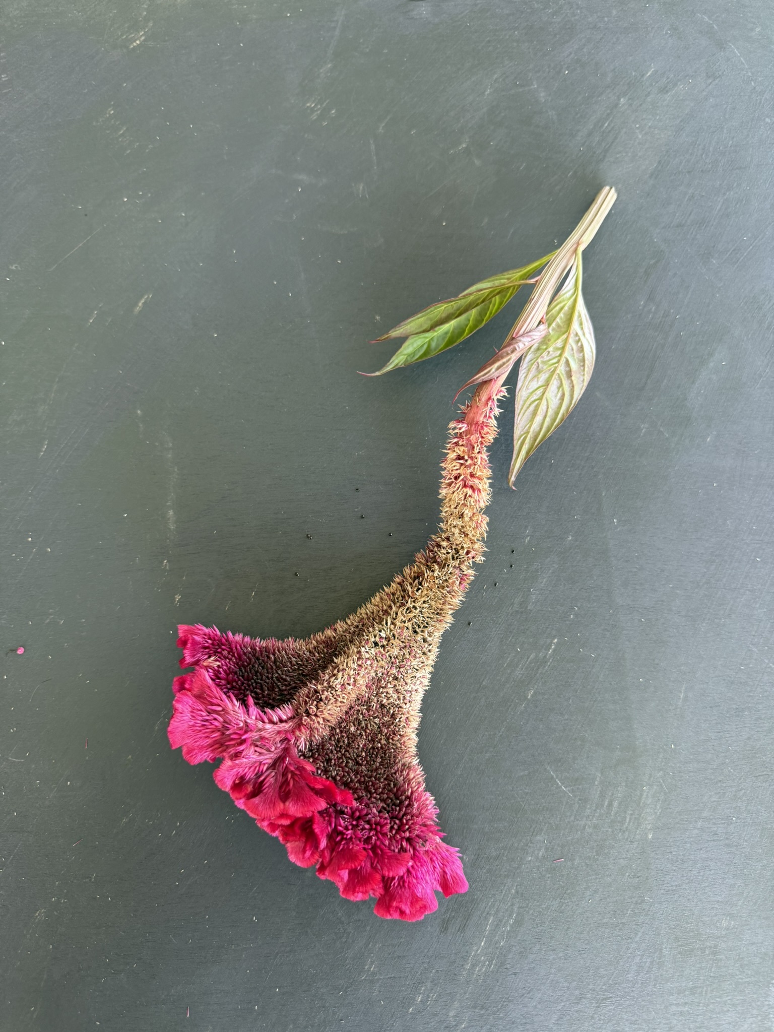 Velvet Torch