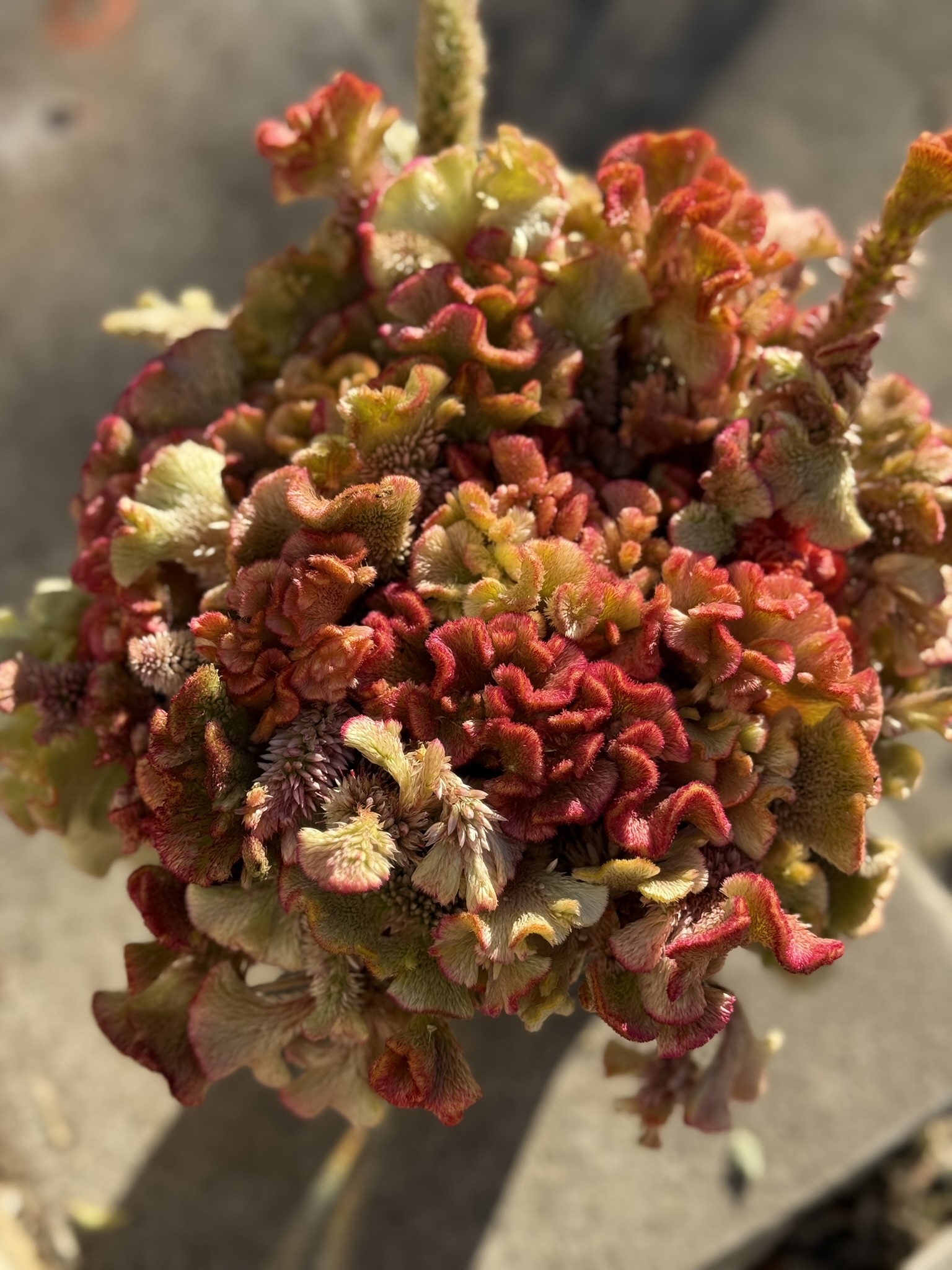 Vintage Ruffle Sunrise Mix