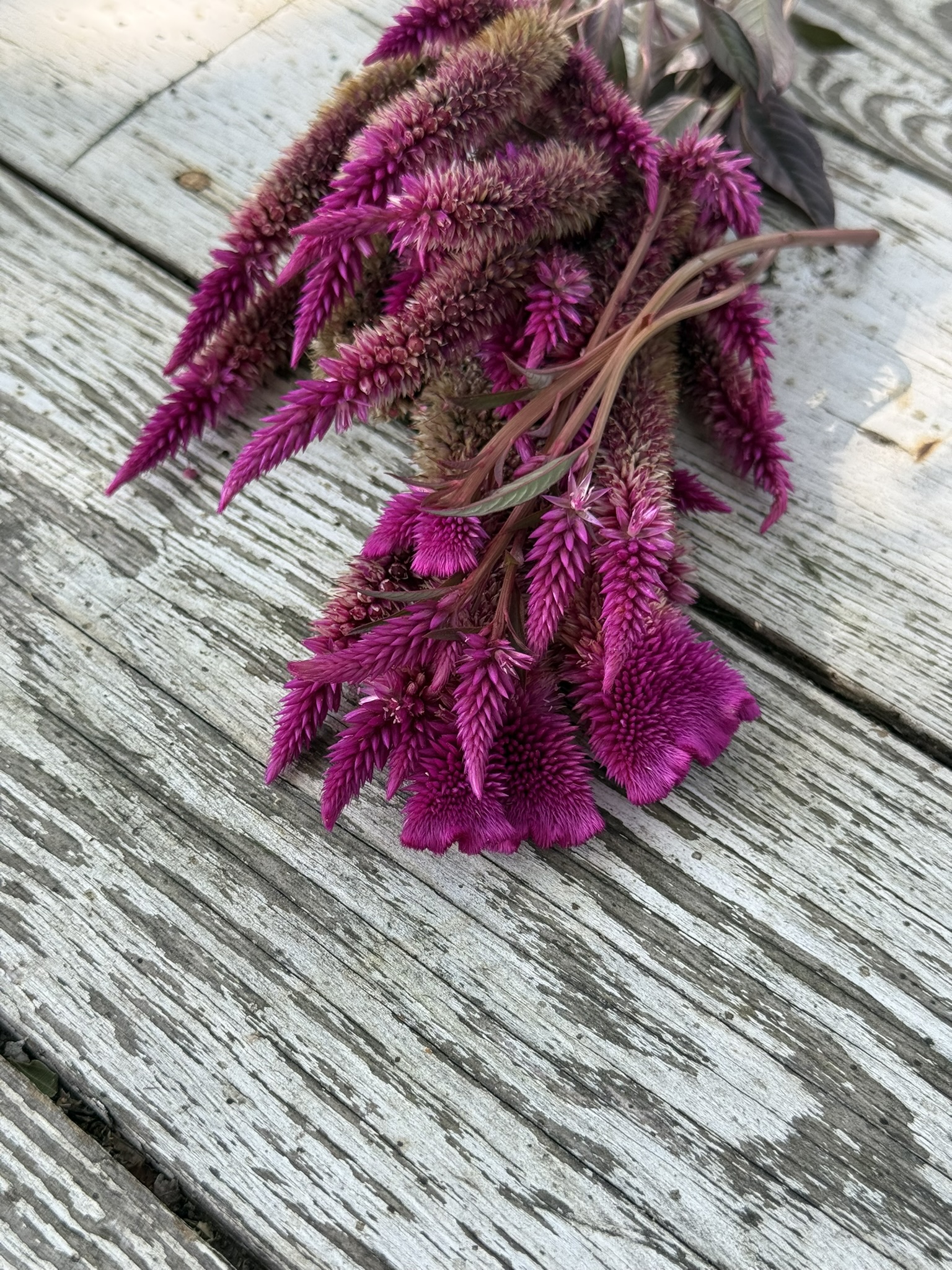 Violetta Phoenix
