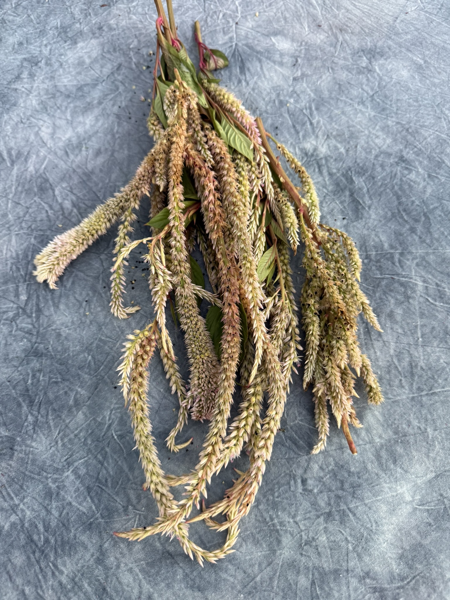 Wheat Blush