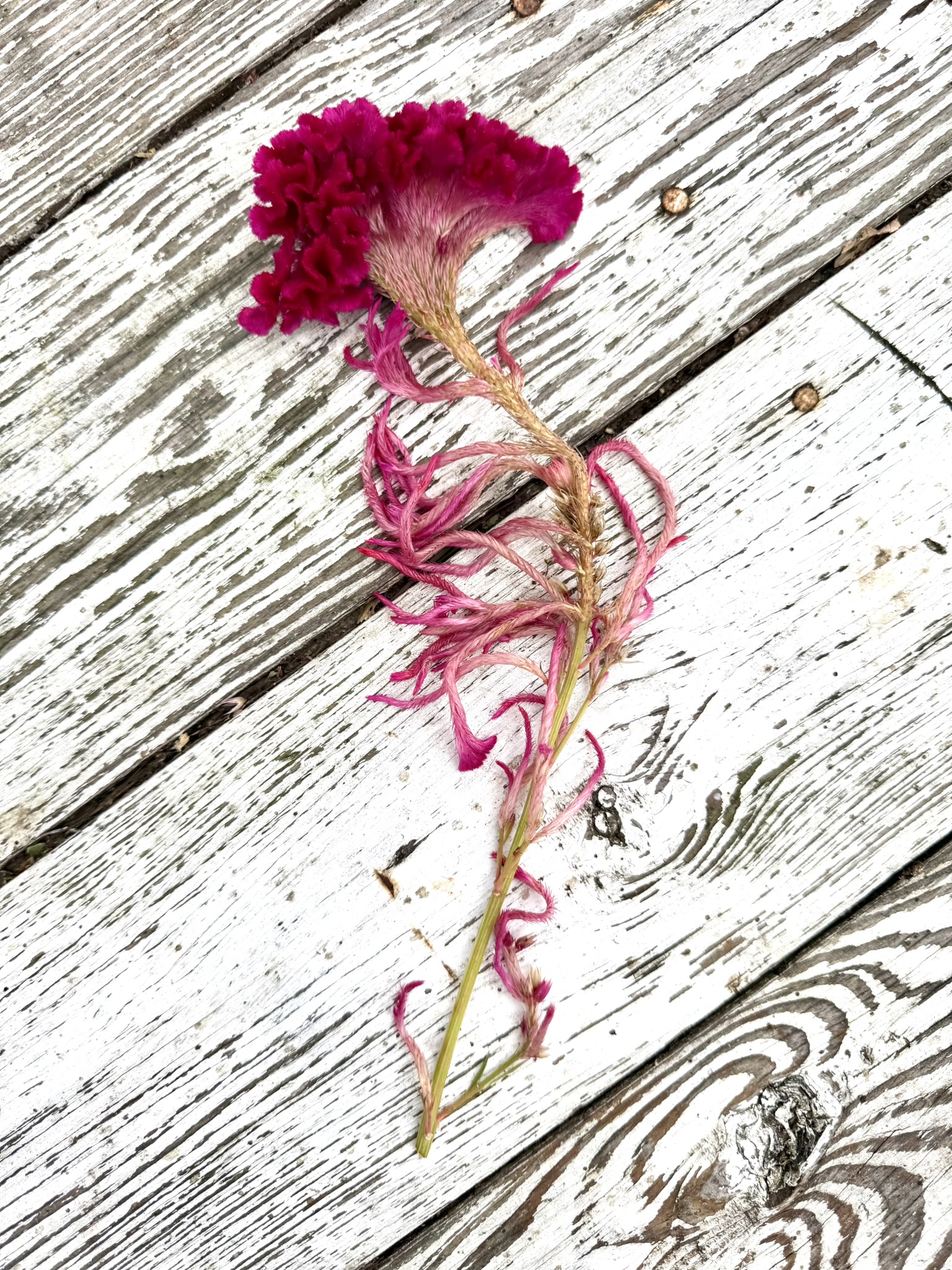 Wooly Magenta Phoenix