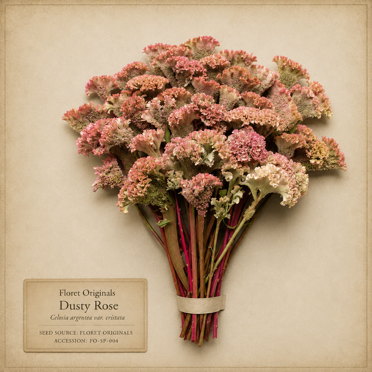 Dusty Rose celosia