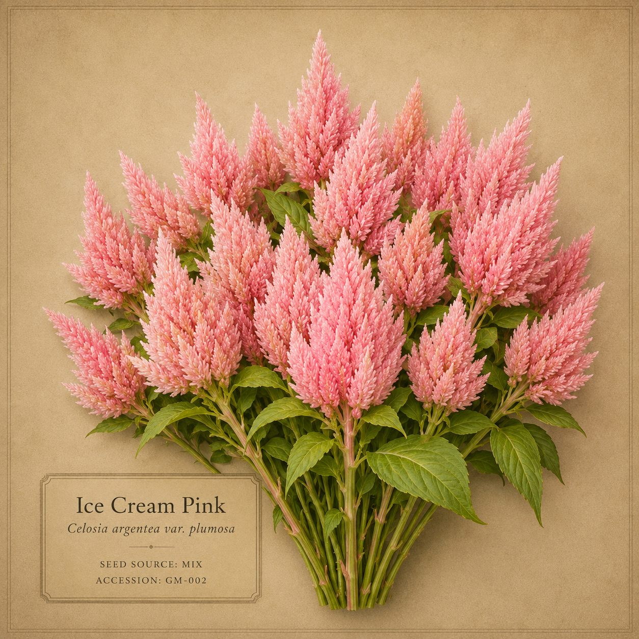 Ice Cream Pink celosia