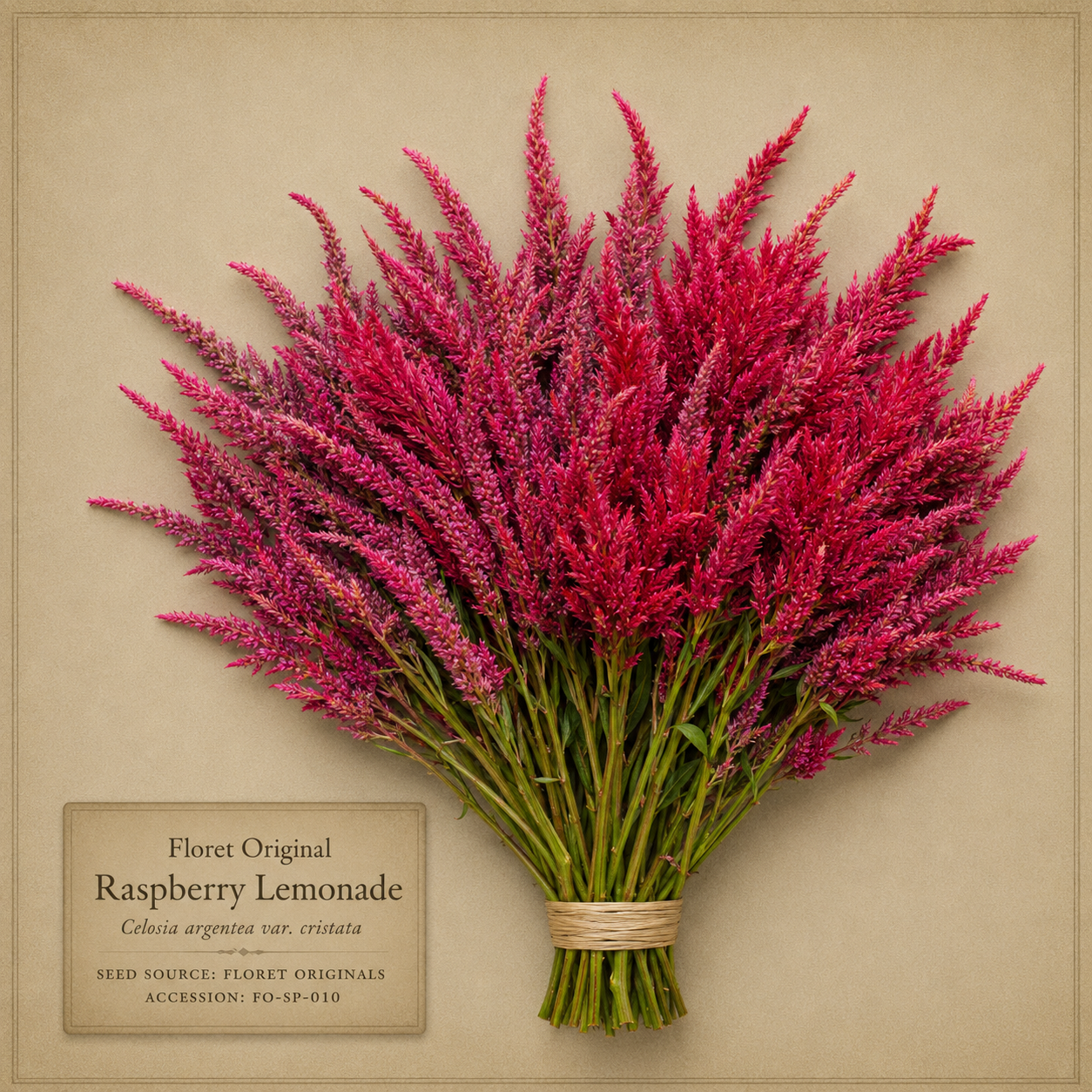 Raspberry Lemonade celosia