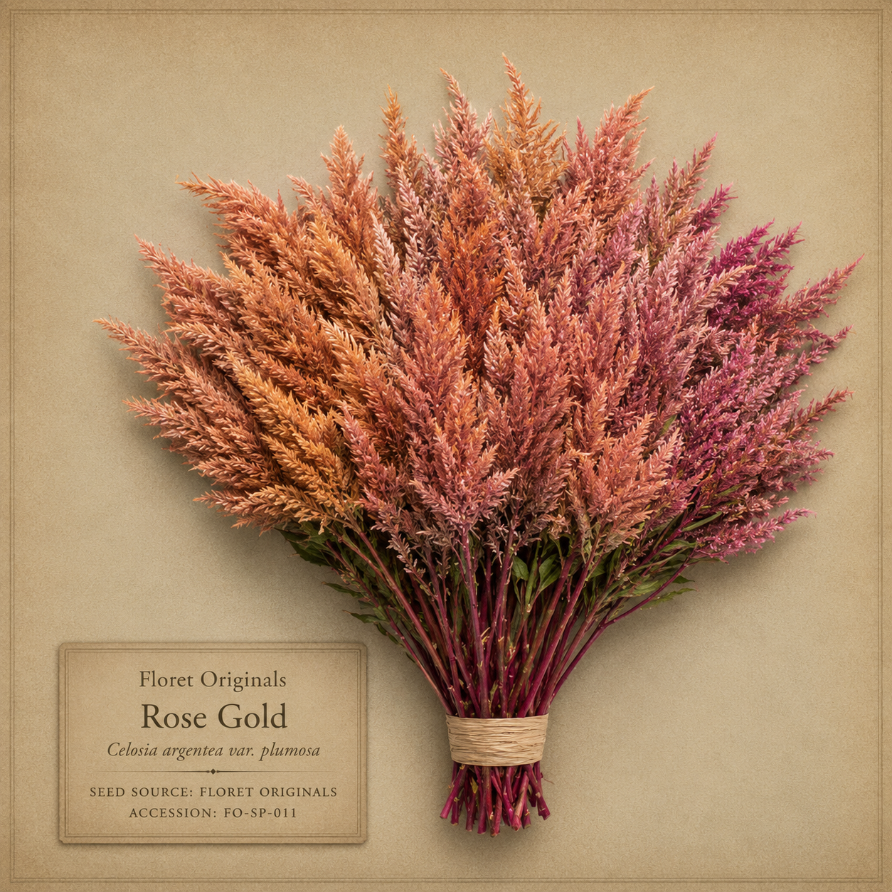 Rose Gold celosia