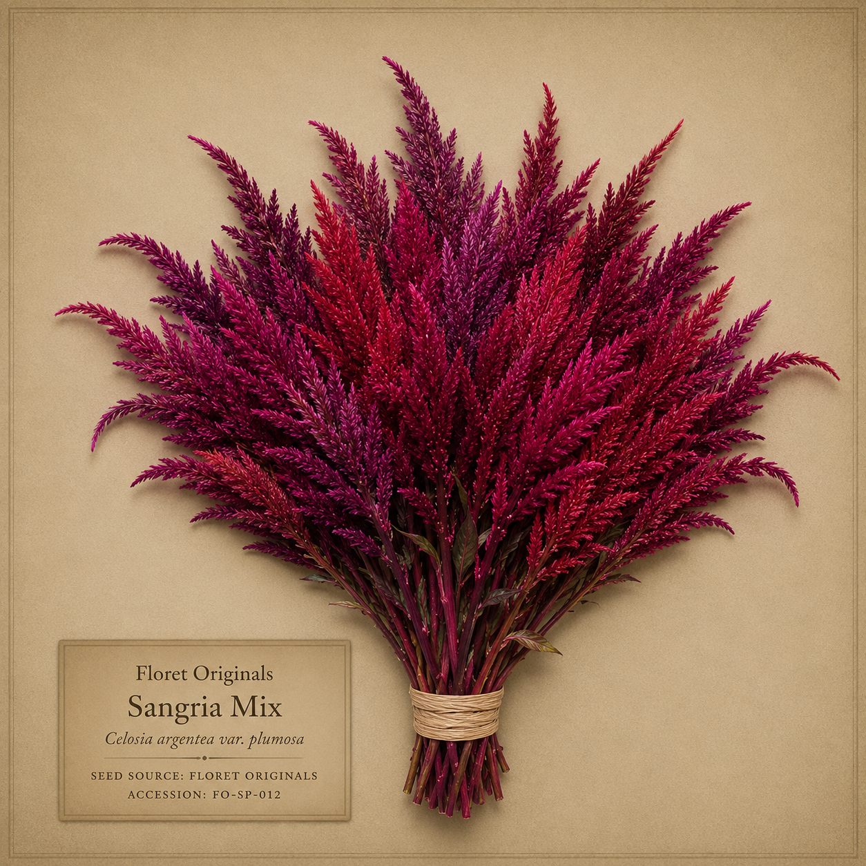 Sangria Mix celosia