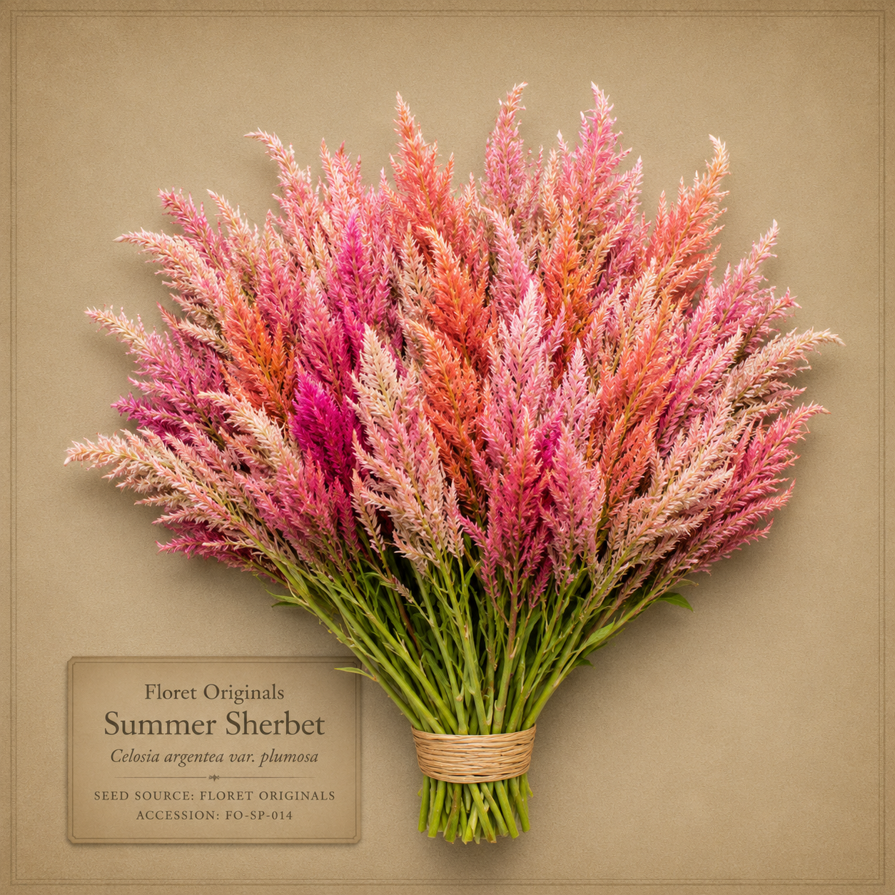 Summer Sherbet celosia