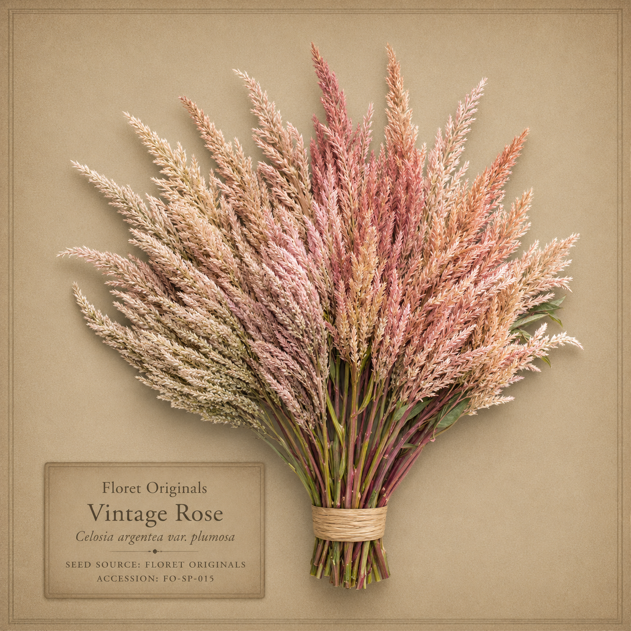 Vintage Rose celosia